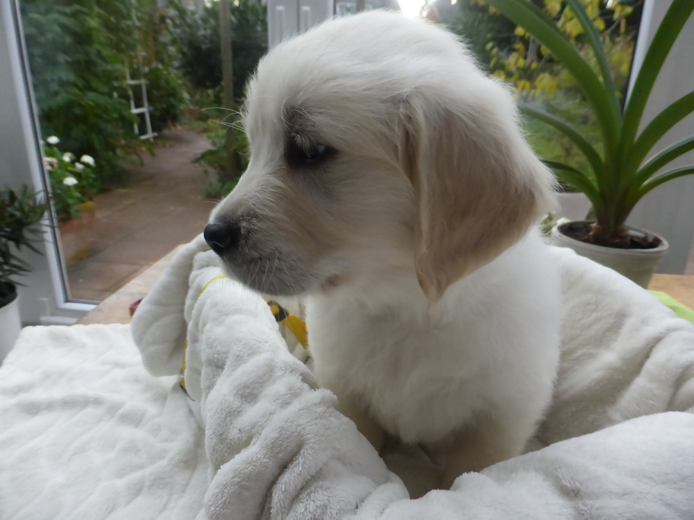 Golden-Retriever-Bremen