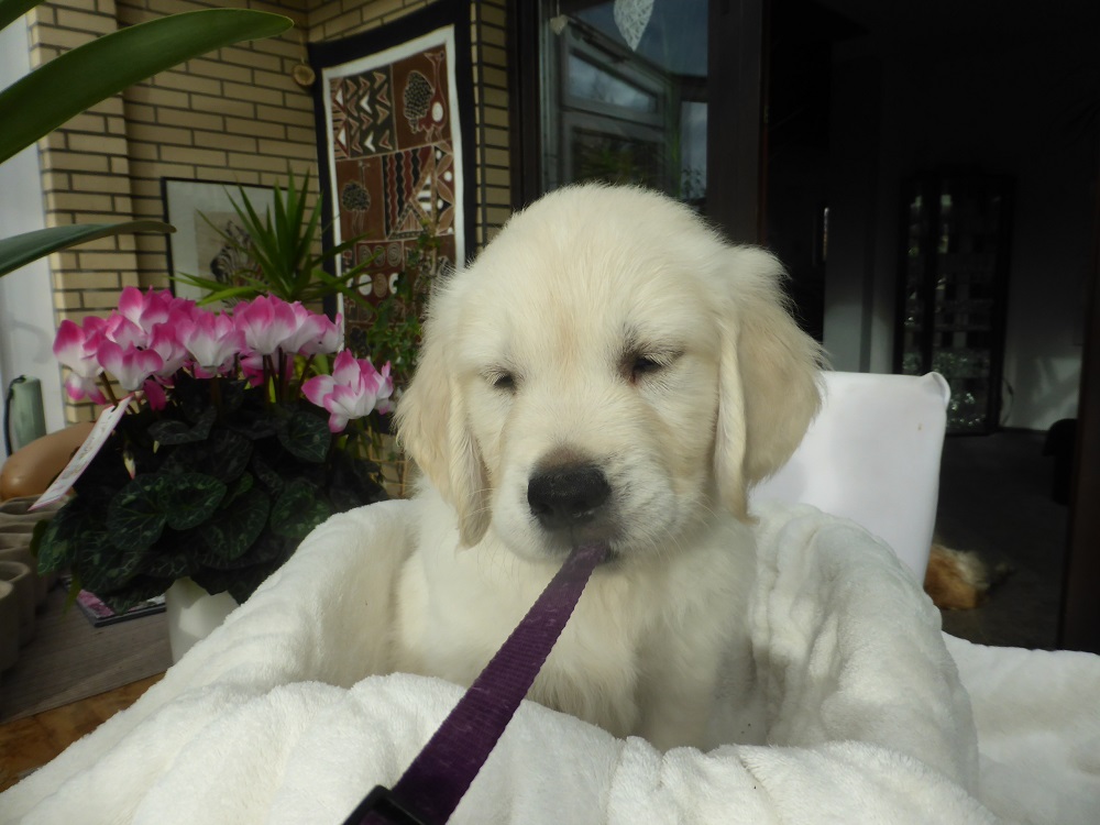 Golden-Retriever-Bremen
