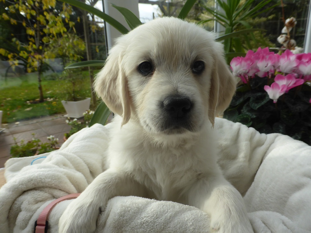 Golden-Retriever-Bremen