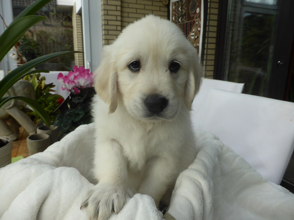 Golden-Retriever-Bremen