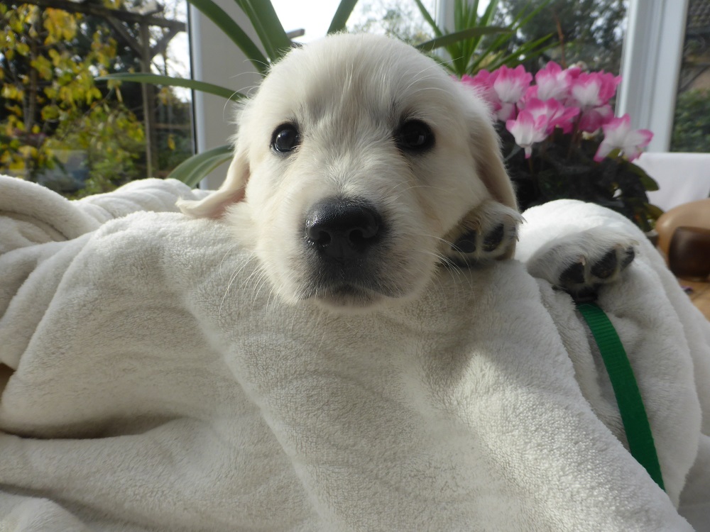 Golden-Retriever-Bremen