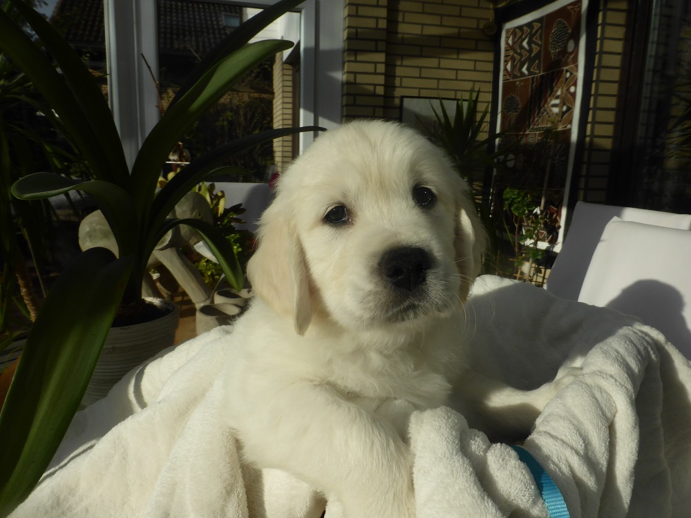 Golden-Retriever-Bremen