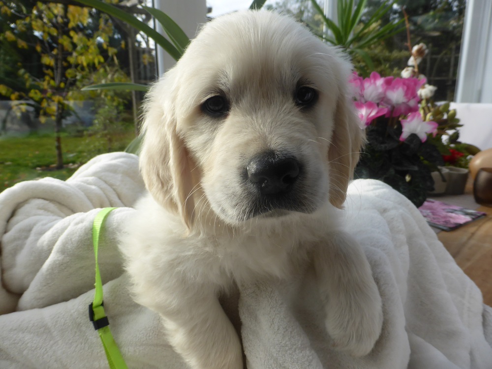 Golden-Retriever-Bremen