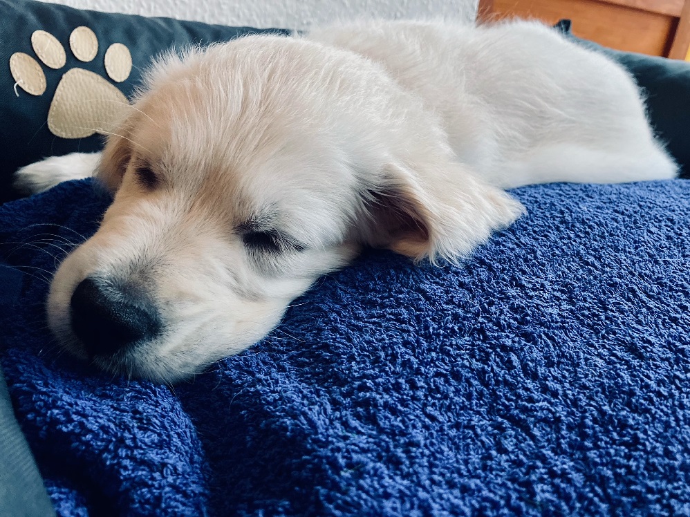 Golden-Retriever-Bremen