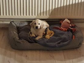 Golden-Retriever-Bremen
