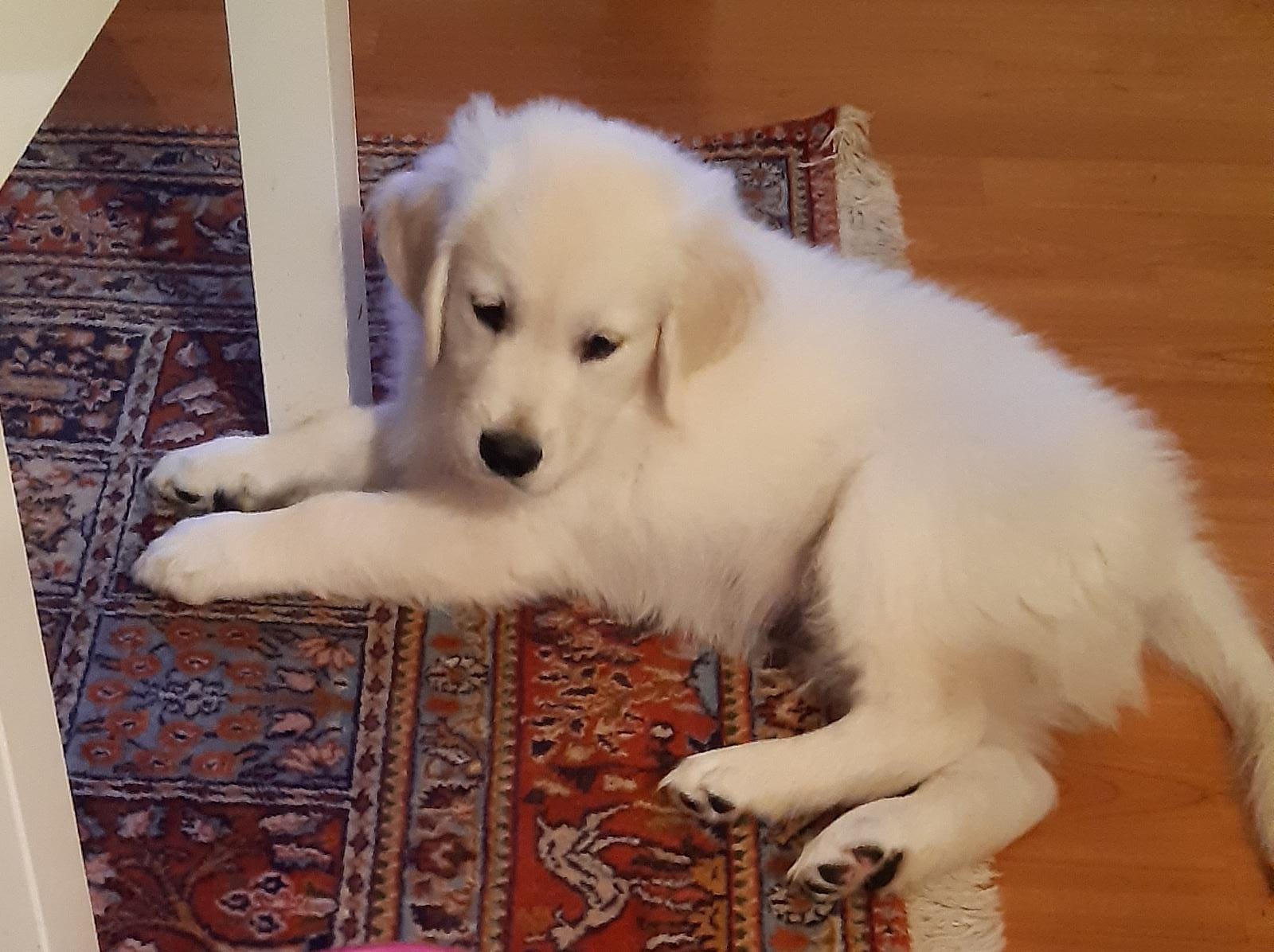 Golden-Retriever-Bremen