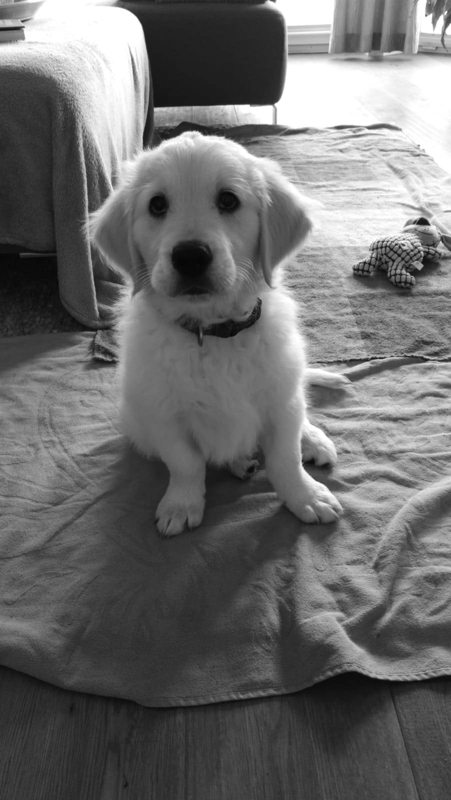 Golden-Retriever-Bremen