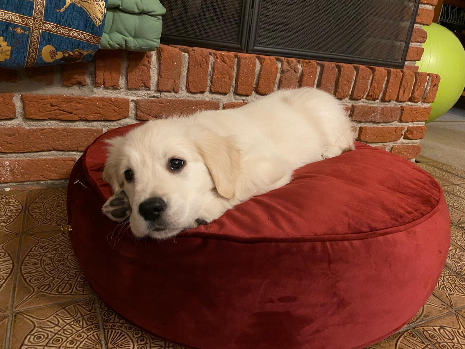 Golden-Retriever-Bremen