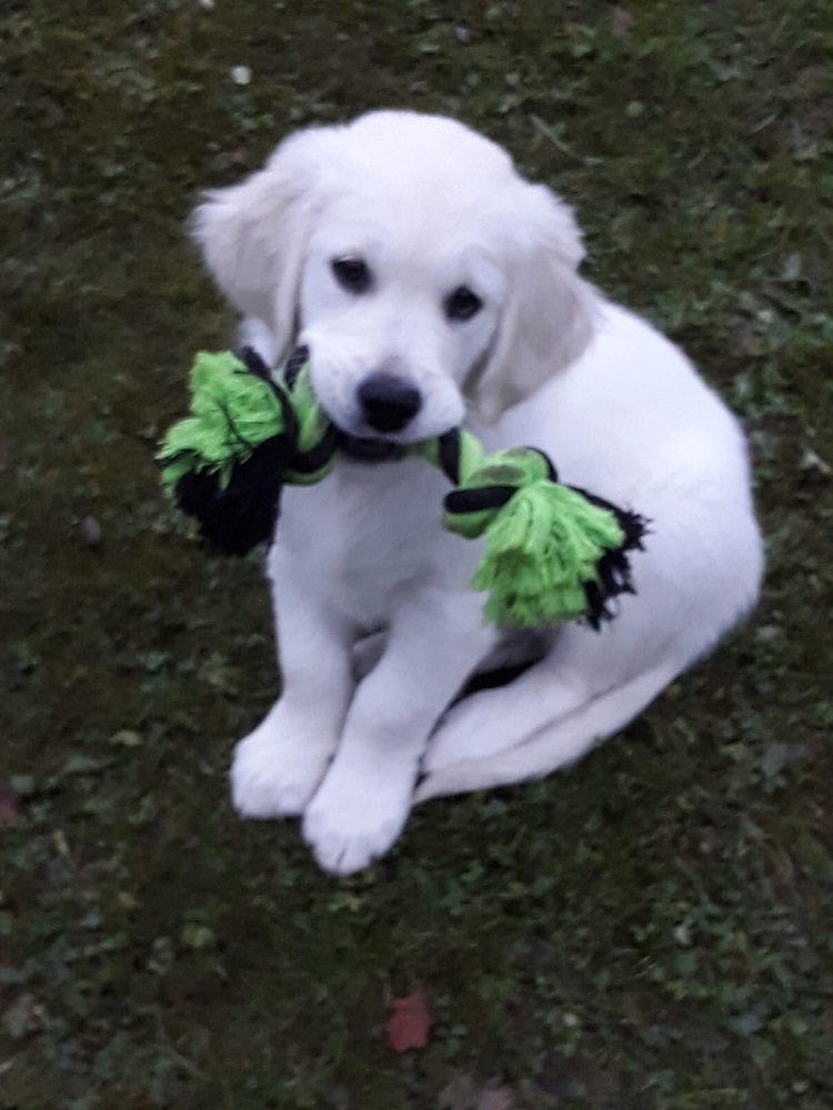 Golden-Retriever-Bremen