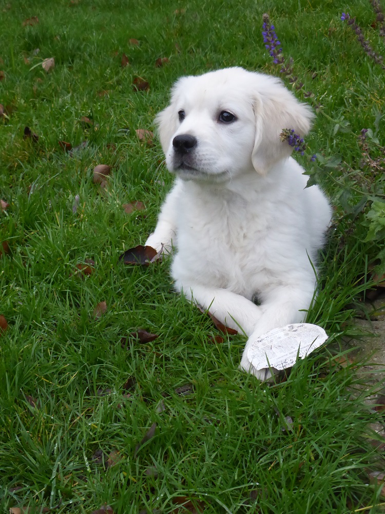 Golden-Retriever-Bremen