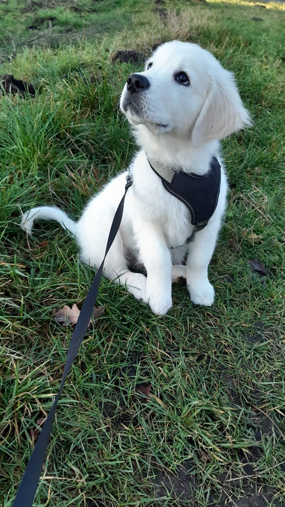 Golden-Retriever-Bremen