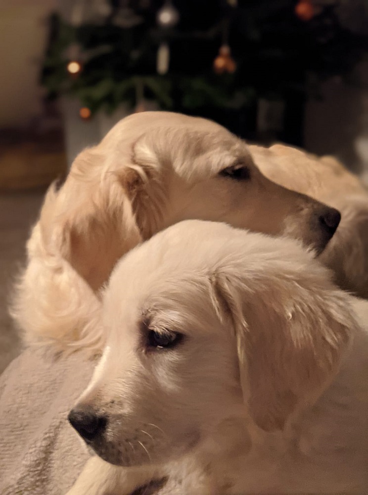 Golden-Retriever-Bremen