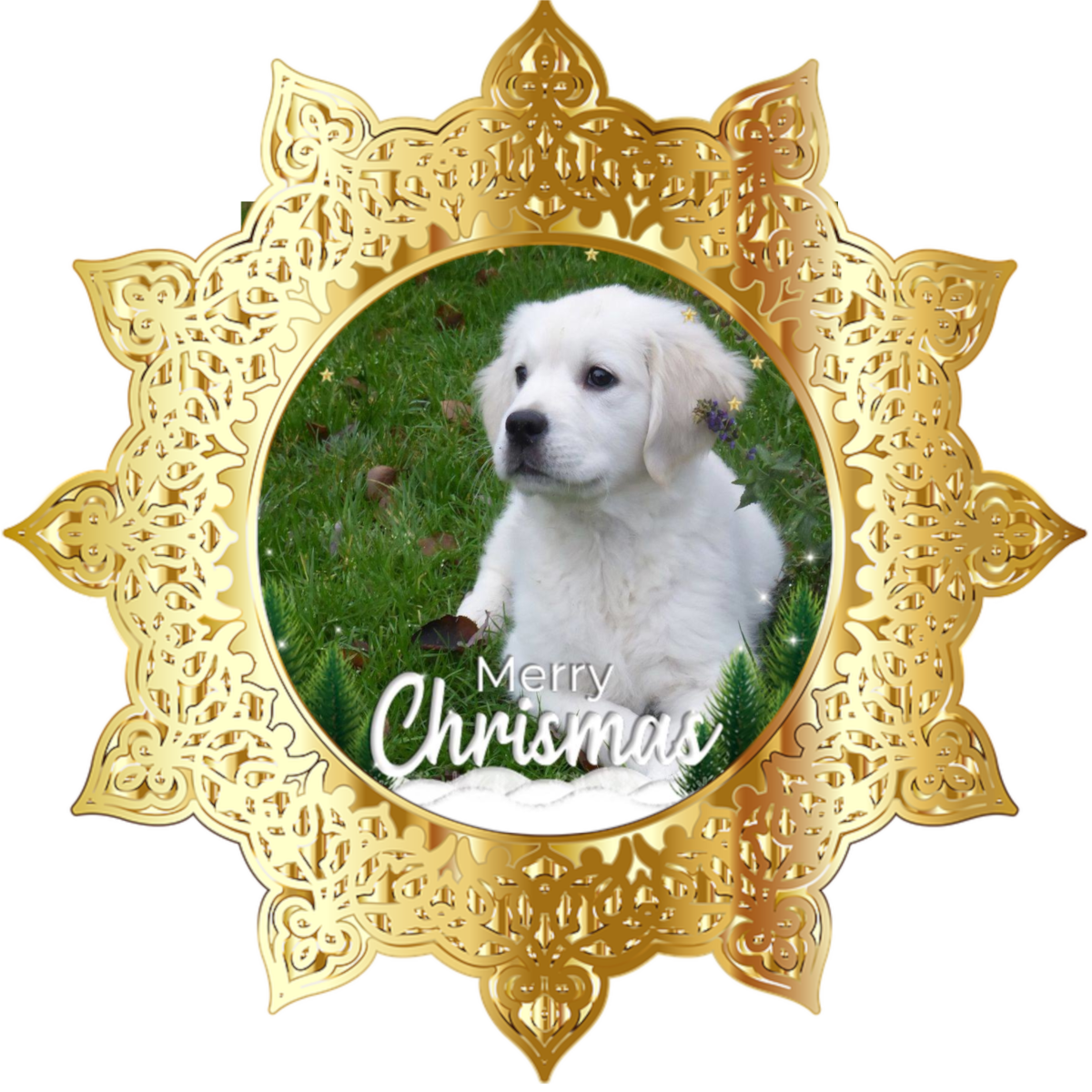 Golden-Retriever-Bremen