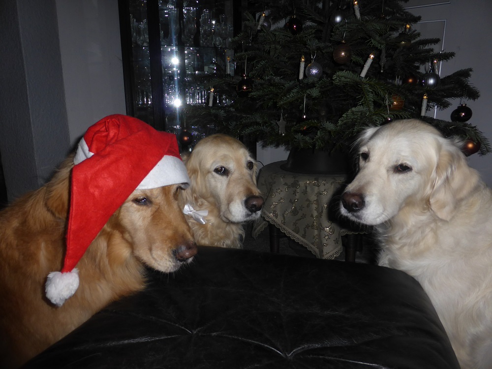 Golden-Retriever-Bremen