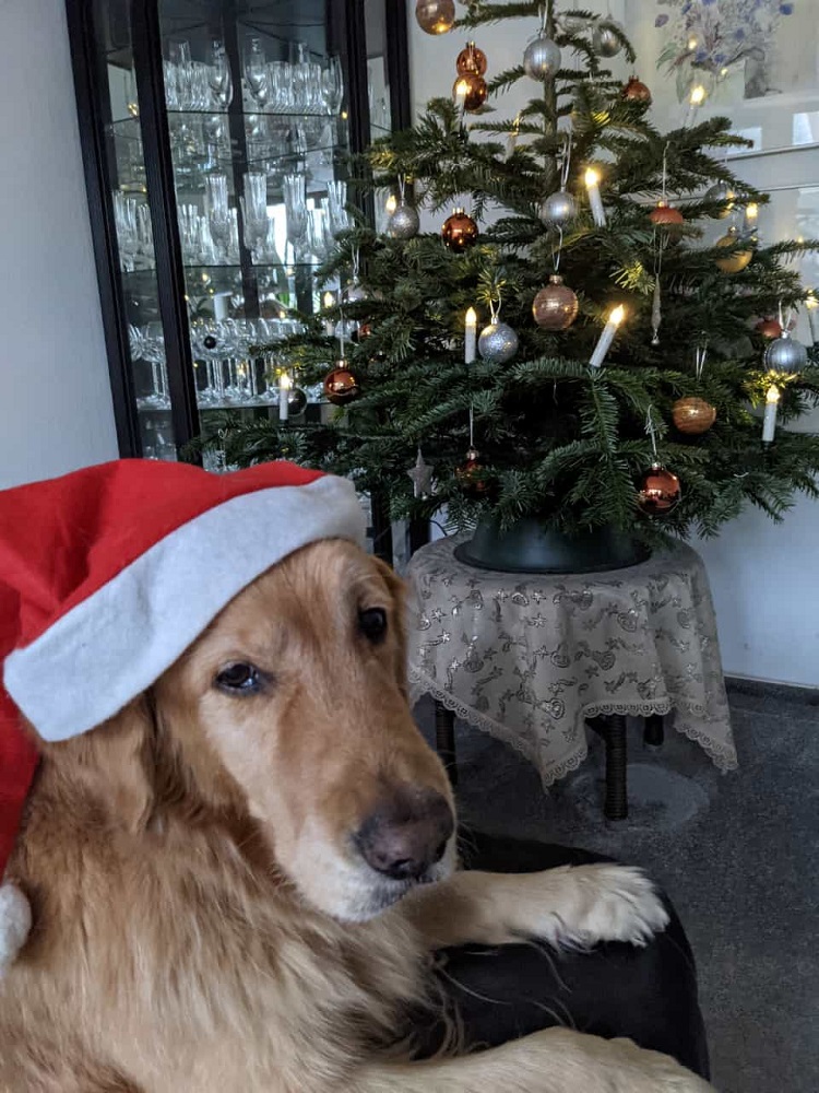 Golden-Retriever-Bremen