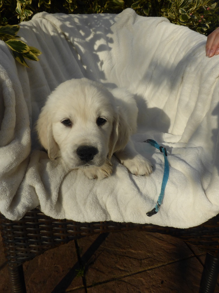Golden-Retriever-Bremen