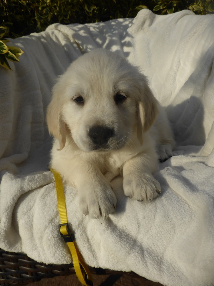 Golden-Retriever-Bremen