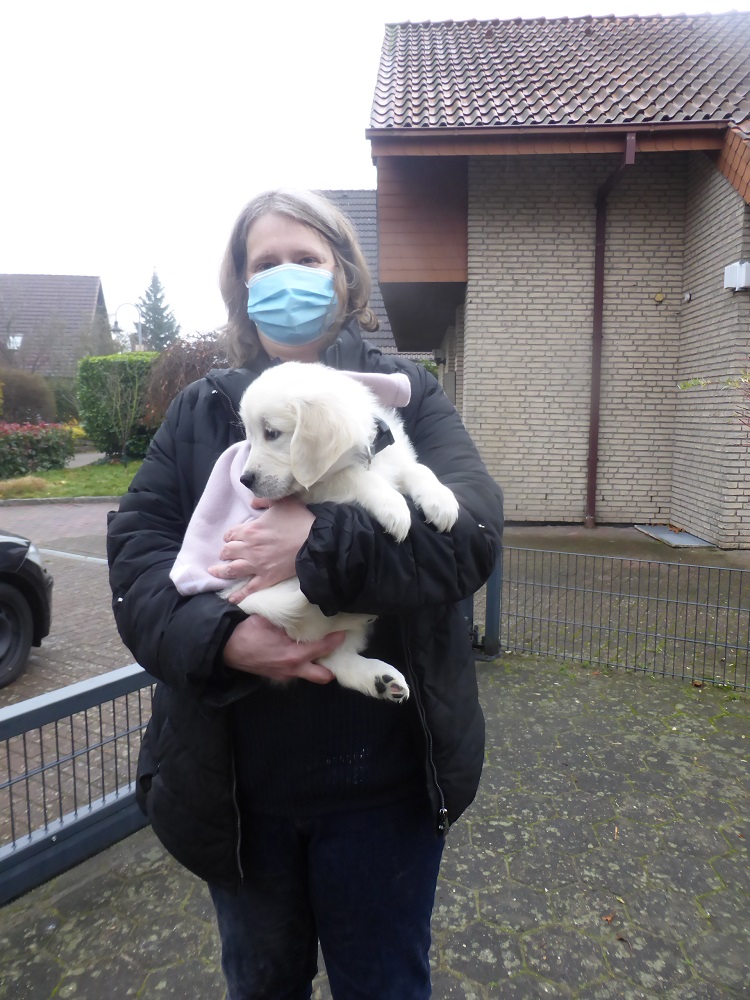 Golden-Retriever-Bremen