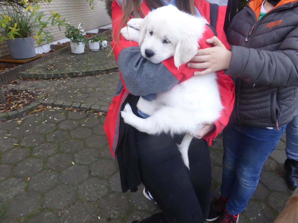 Golden-Retriever-Bremen