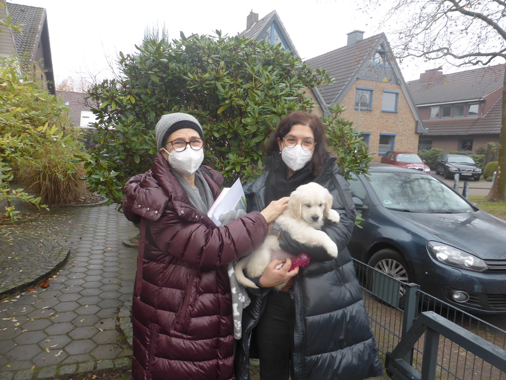 Golden-Retriever-Bremen