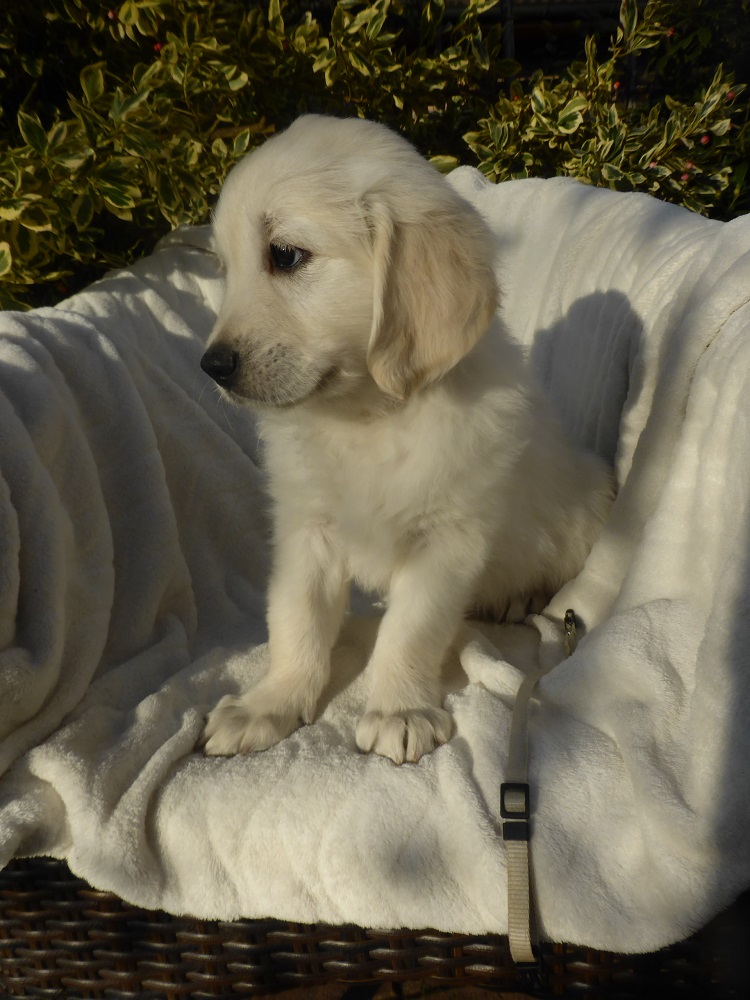 Golden-Retriever-Bremen