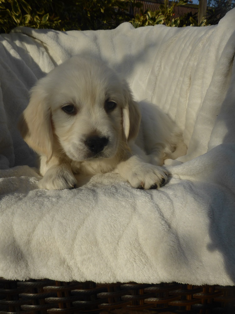 Golden-Retriever-Bremen
