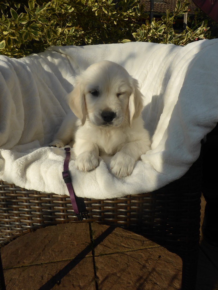 Golden-Retriever-Bremen