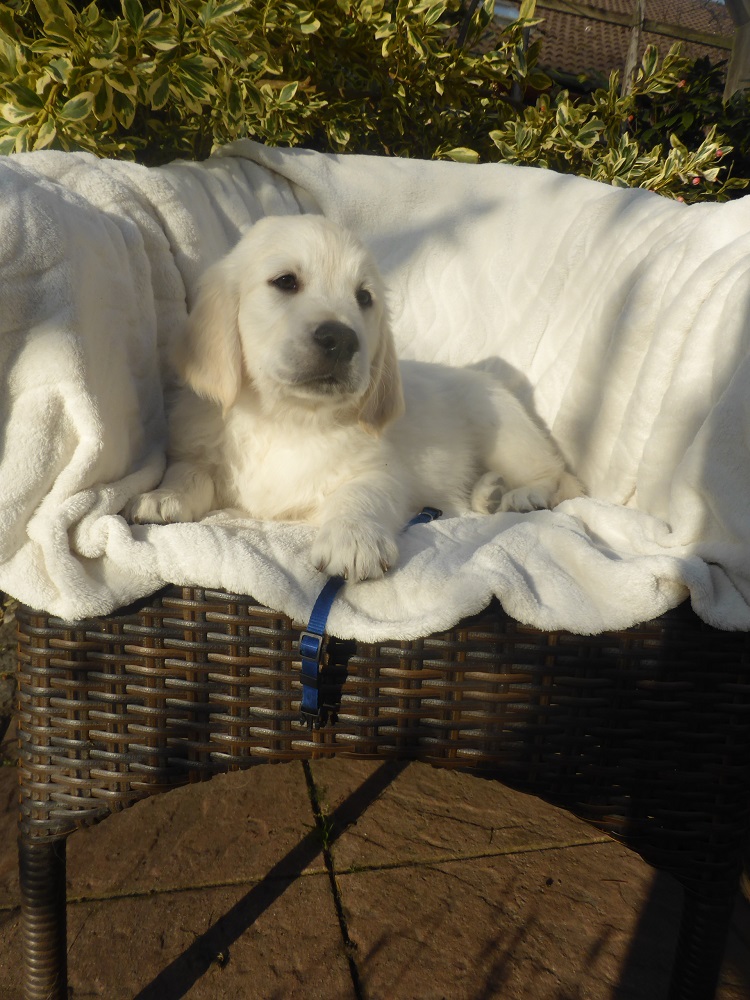 Golden-Retriever-Bremen