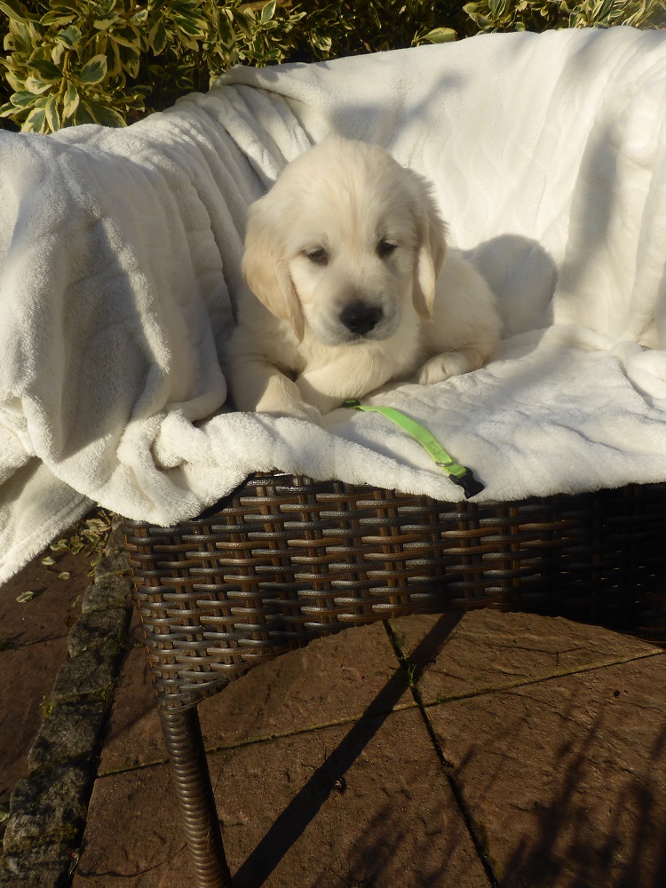 Golden-Retriever-Bremen