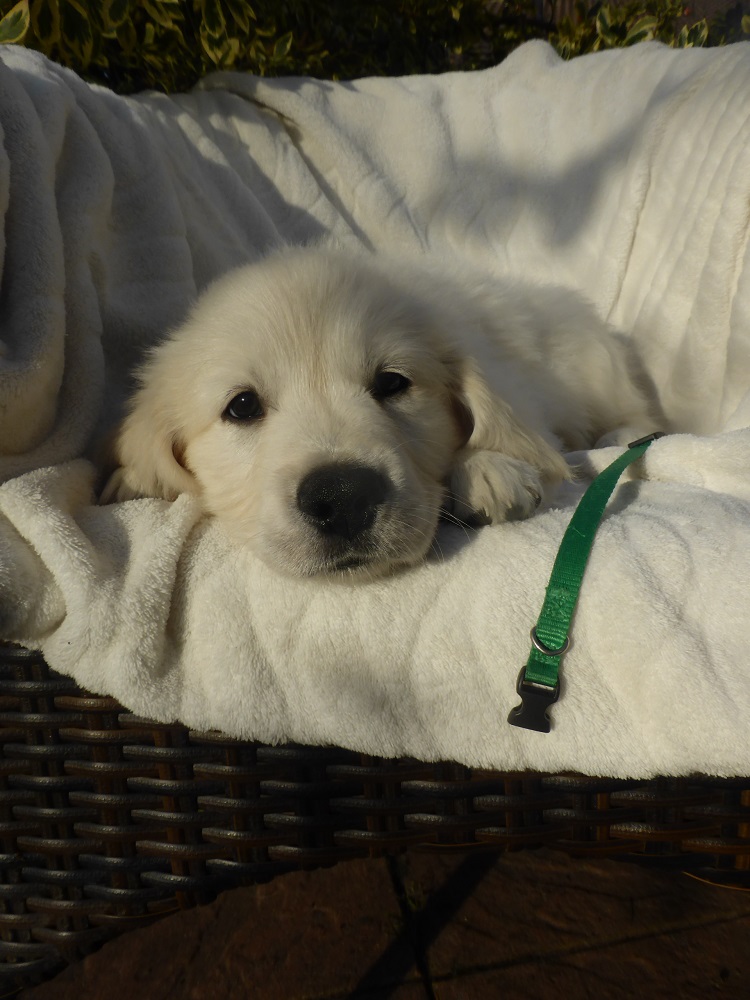 Golden-Retriever-Bremen