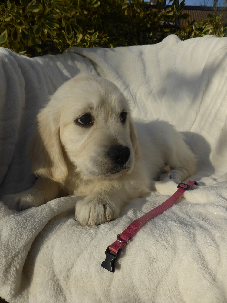 Golden-Retriever-Bremen