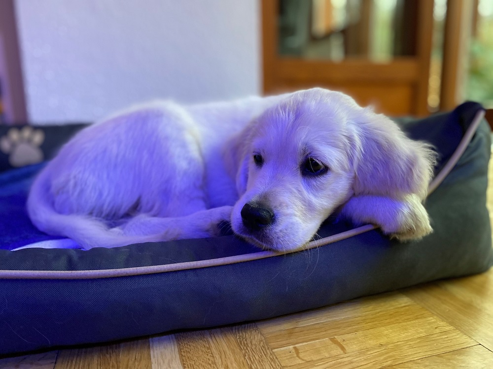 Golden-Retriever-Bremen