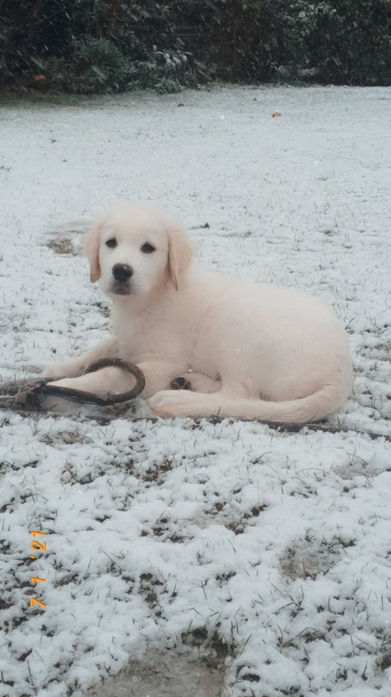 Golden-Retriever-Bremen