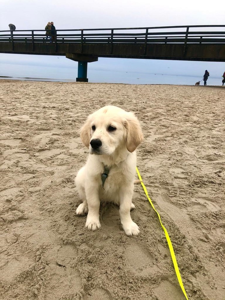 Golden-Retriever-Bremen