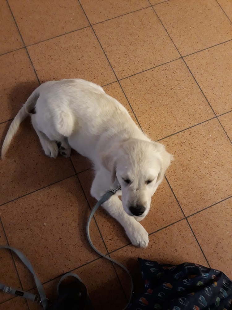 Golden-Retriever-Bremen