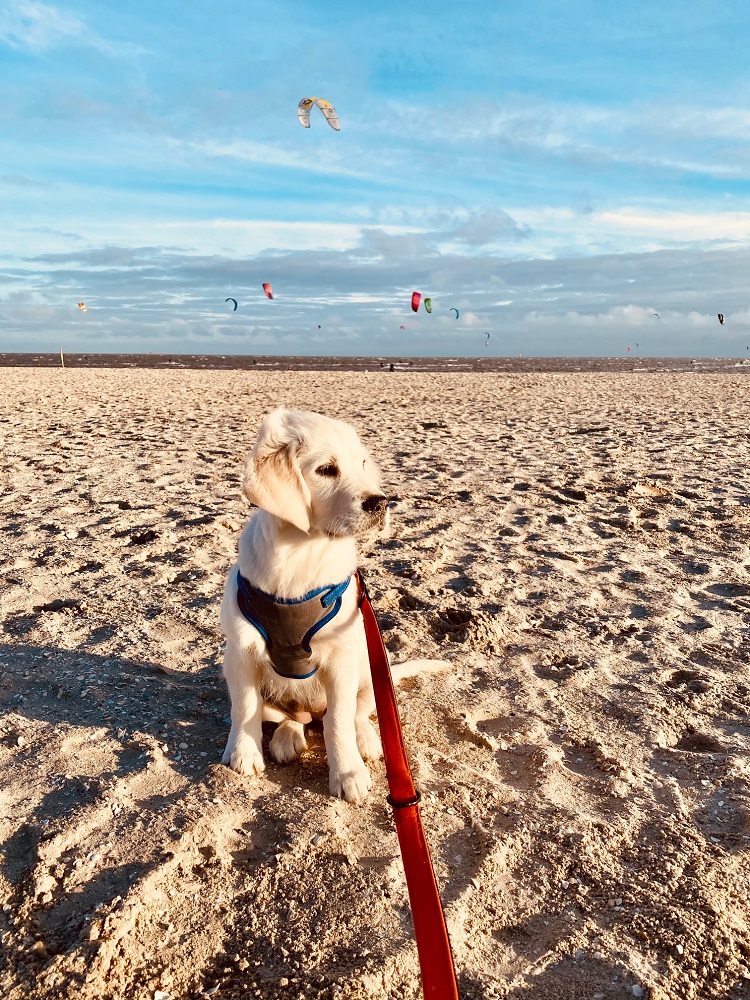 Golden-Retriever-Bremen