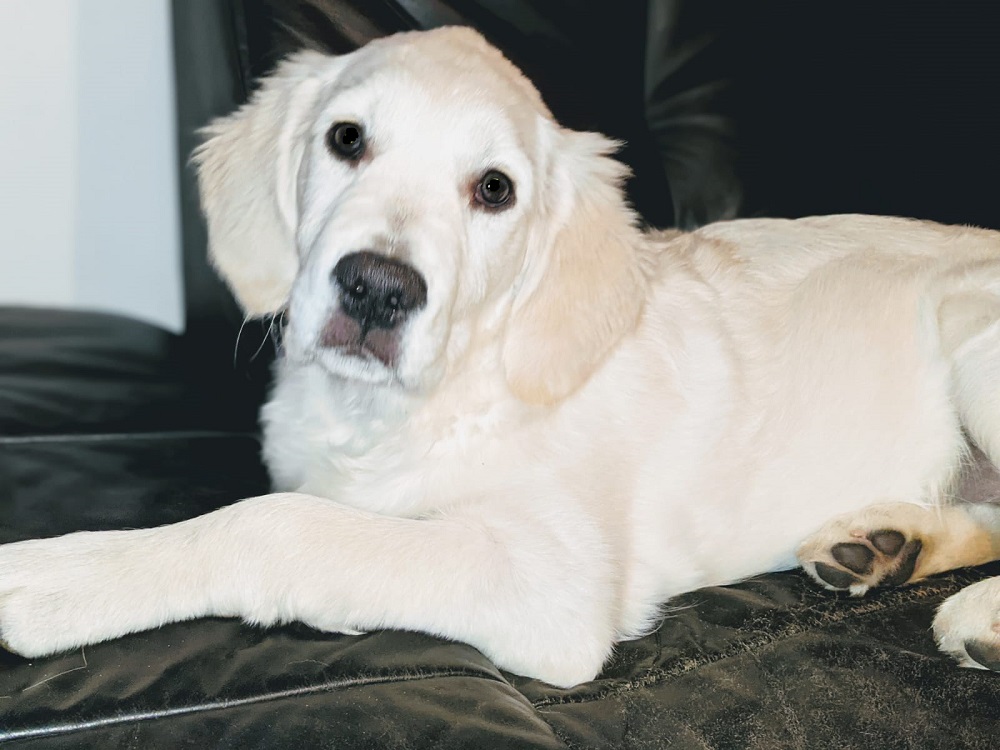 Golden-Retriever-Bremen