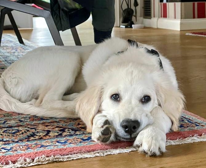 Golden-Retriever-Bremen