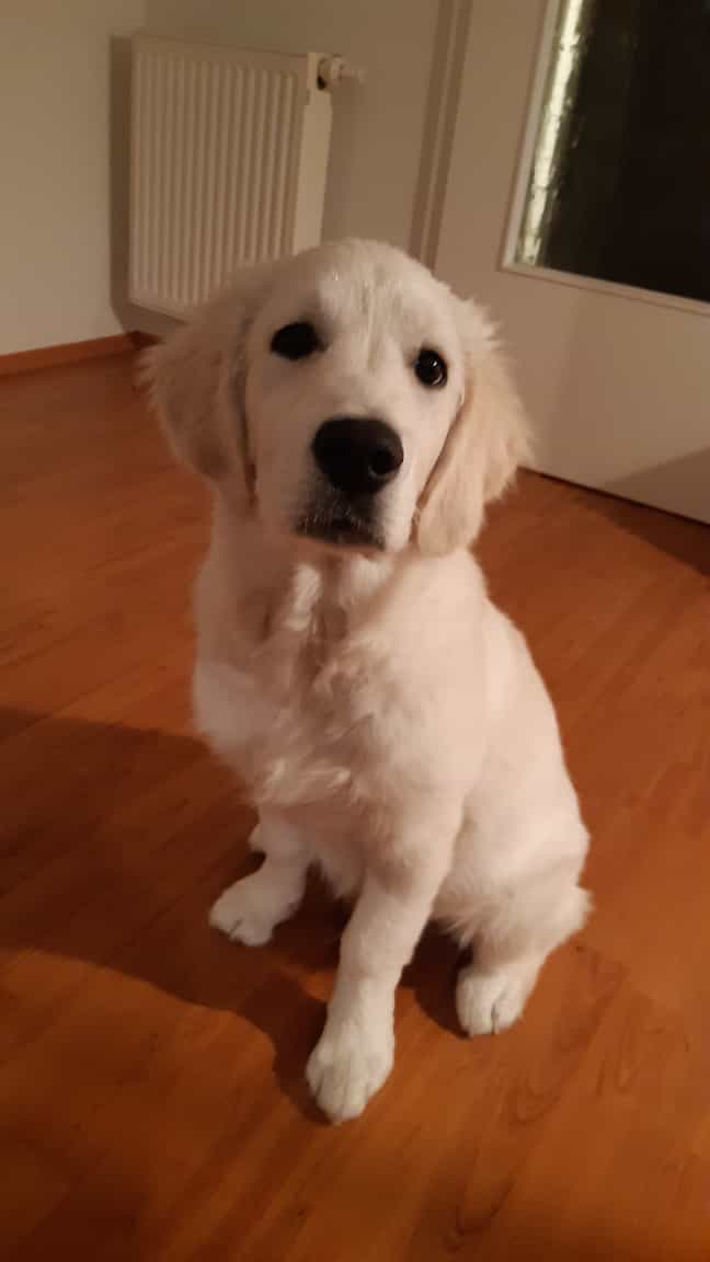 Golden-Retriever-Bremen