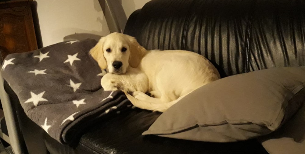 Golden-Retriever-Bremen