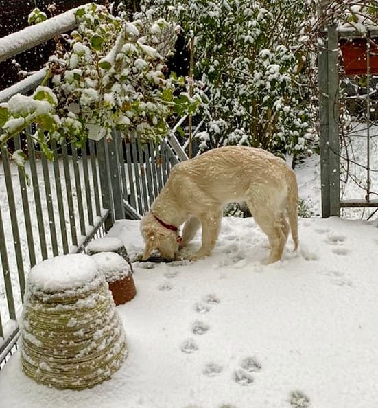 Golden-Retriever-Bremen