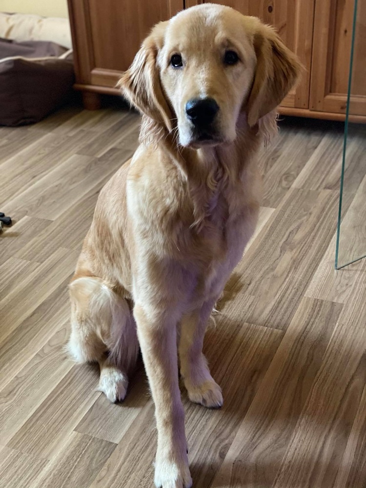 Golden-Retriever-Bremen