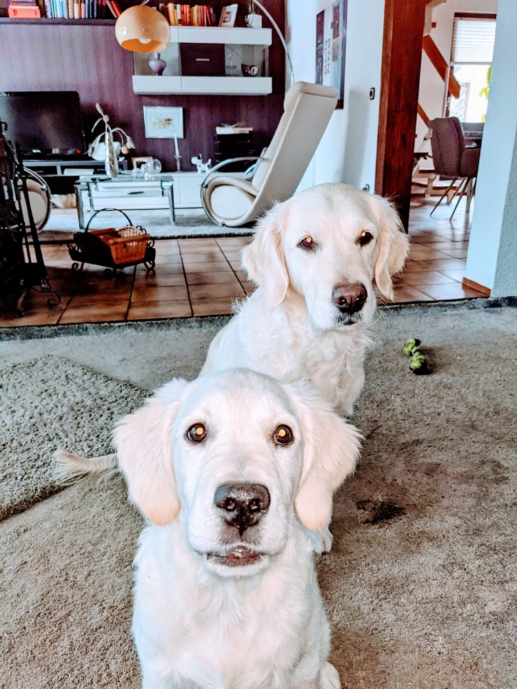Golden-Retriever-Bremen