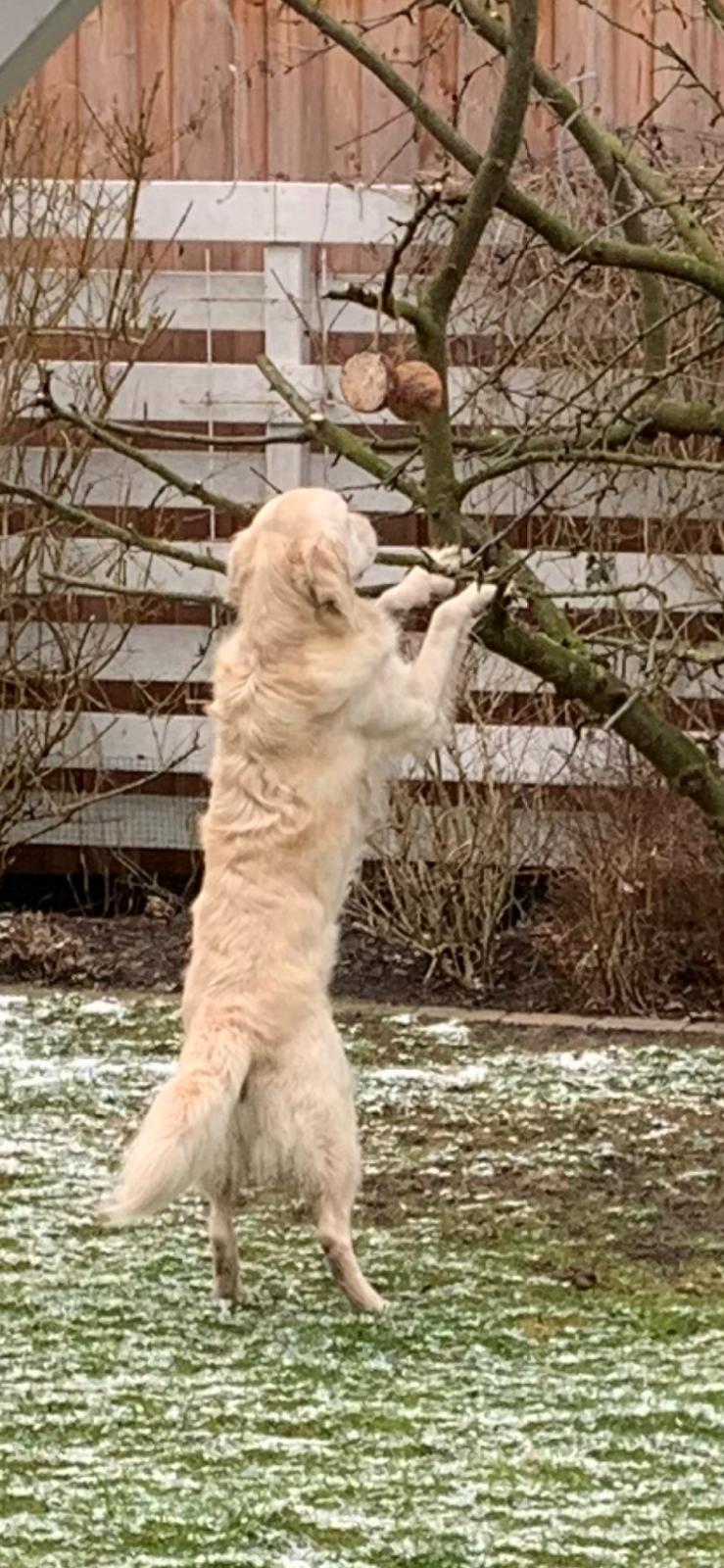 Golden-Retriever-Bremen