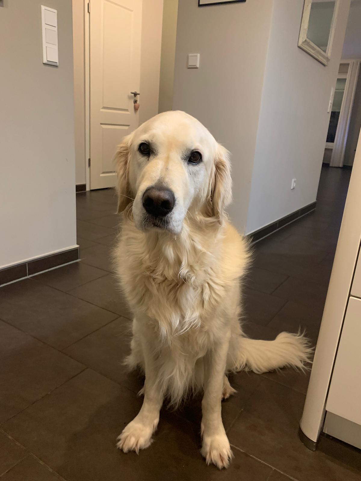 Golden-Retriever-Bremen