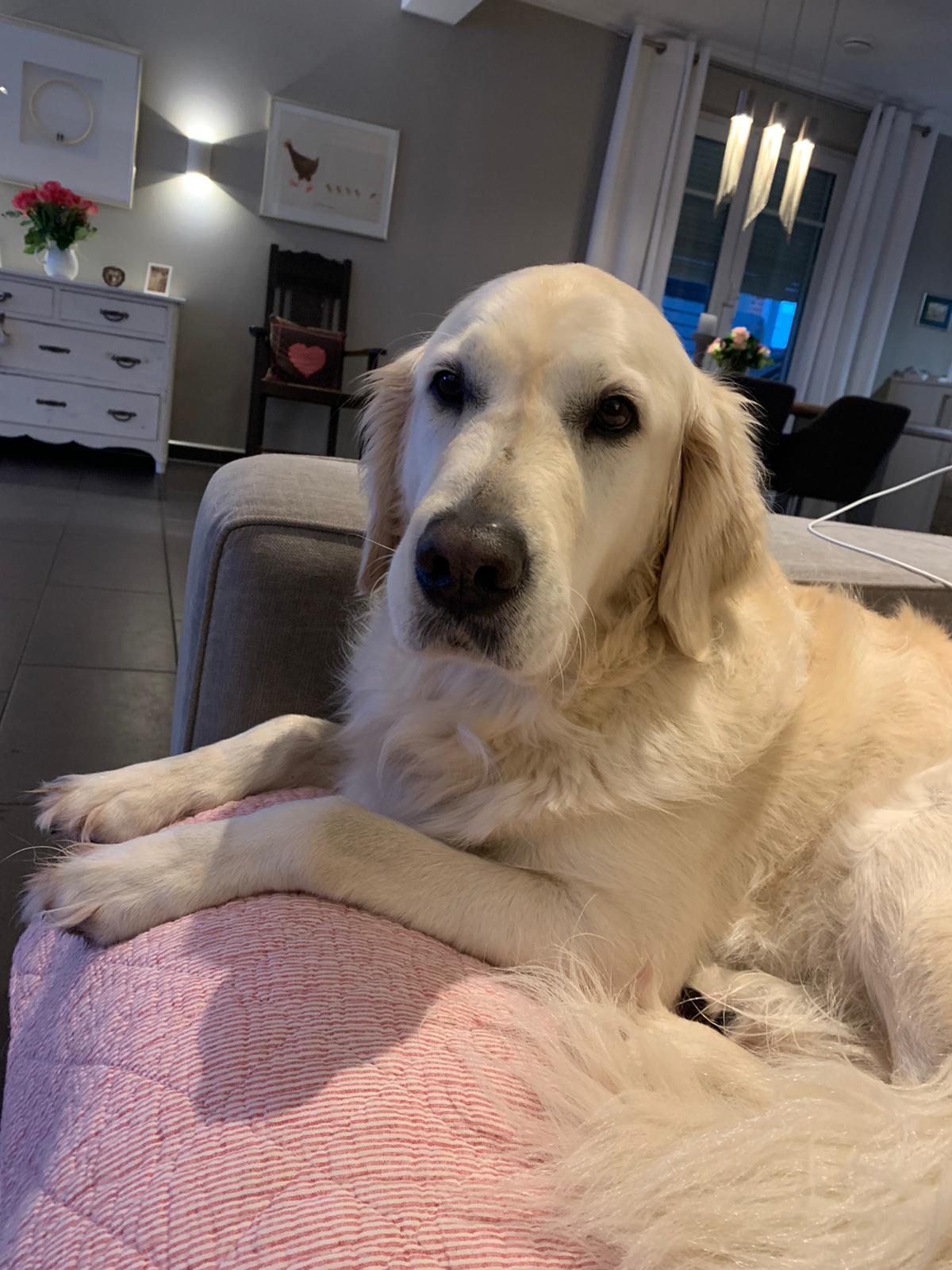 Golden-Retriever-Bremen