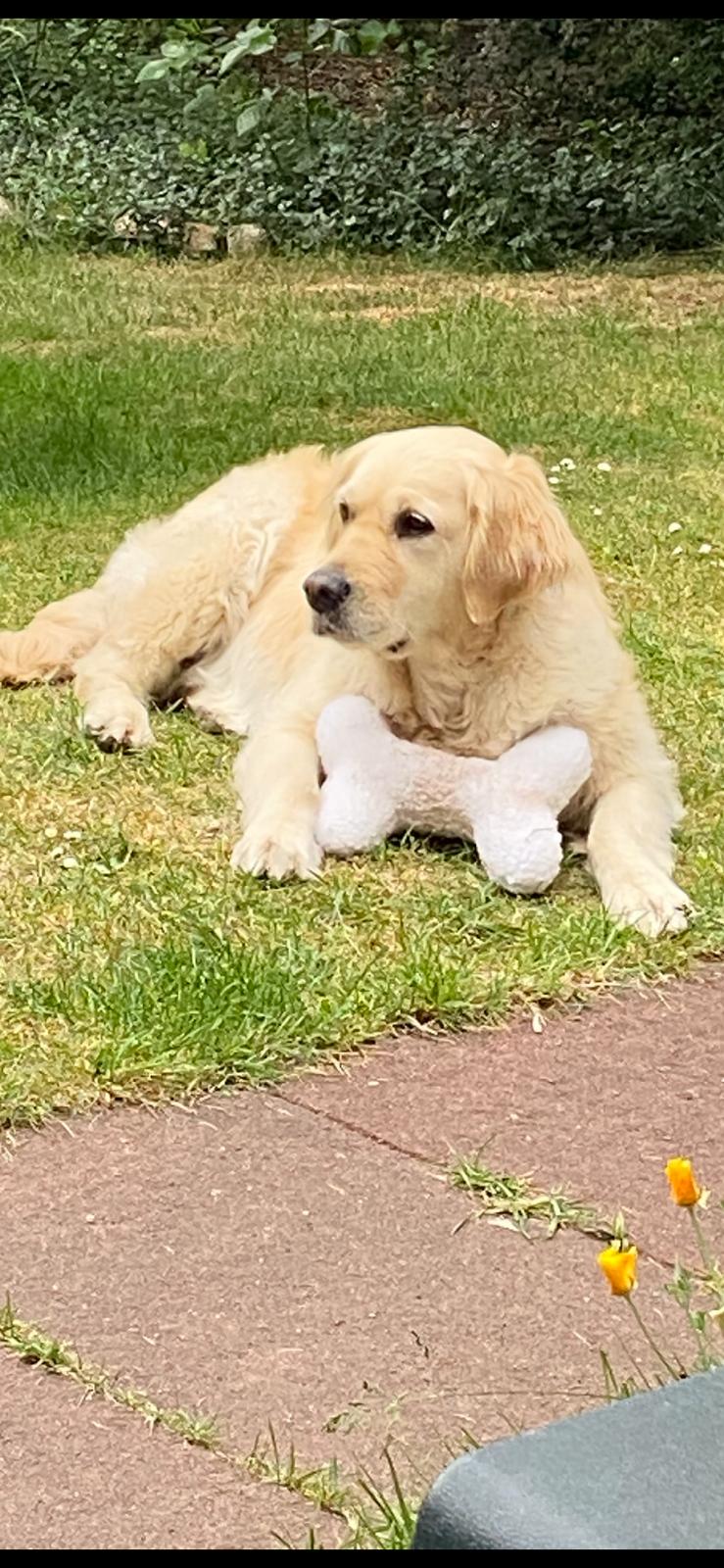 Golden-Retriever-Bremen