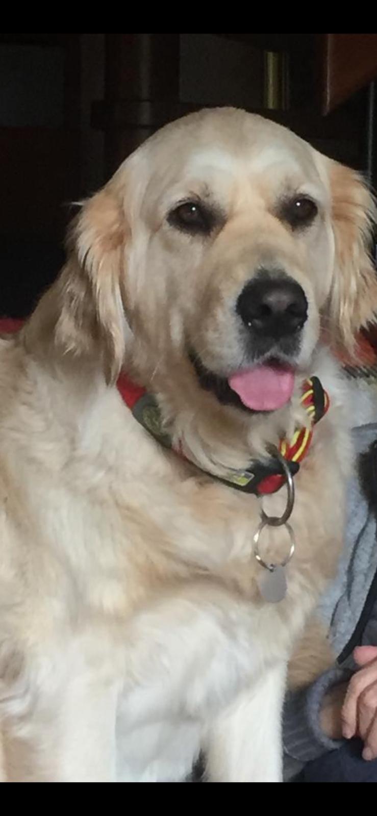 Golden-Retriever-Bremen