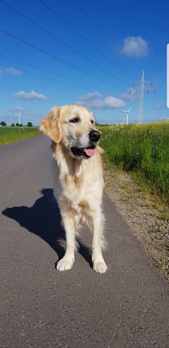 Golden-Retriever-Bremen