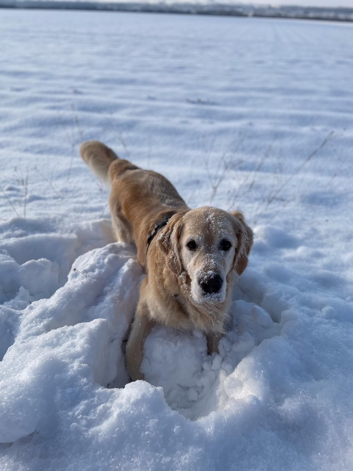 Golden-Retriever-Bremen